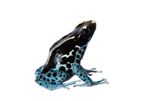 istock Awarape Dyeing Poison dart frog, Dendrobates tinctorius, on white 959325132