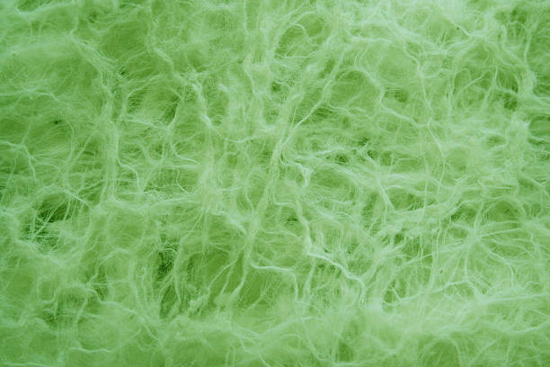 fundo verde stringy algodão macio - stringy imagens e fotografias de stock