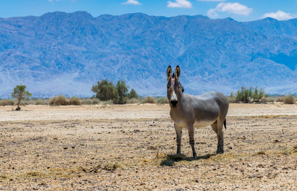 Somali wild donkey (Equus africanus) This species is extremely rare both in nature and in captivity. Nowadays it inhabits nature reserve near Eilat, Israel donkey animal themes desert landscape stock pictures, royalty-free photos & images