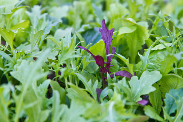 Freshly grown salad greens closeup stock photo