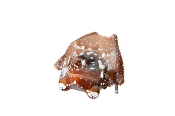 istock Cinnamon frog, Nictixalus pictus, on white 959328318