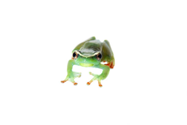 istock Riggenbach's reed frog, male, Hyperolius riggenbach, on white 959328788