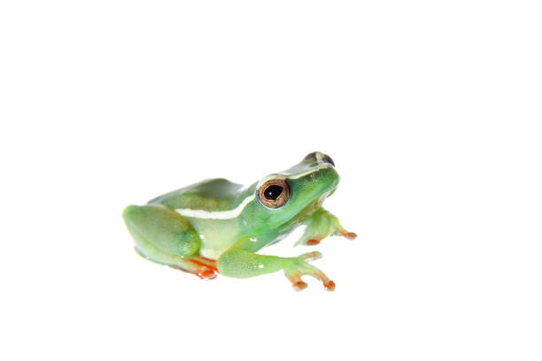 istock Riggenbach's reed frog, male, Hyperolius riggenbach, on white 959328800