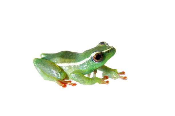 istock Riggenbach's reed frog, male, Hyperolius riggenbach, on white 959328872