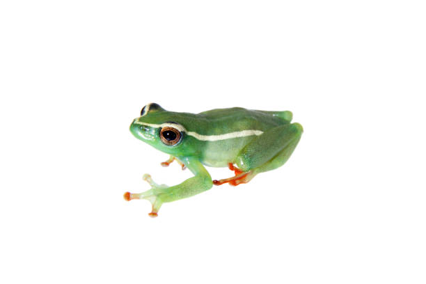 istock Riggenbach's reed frog, male, Hyperolius riggenbach, on white 959329024