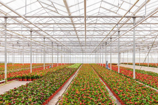 istock Anthurium plants in a greenhouse 959331786