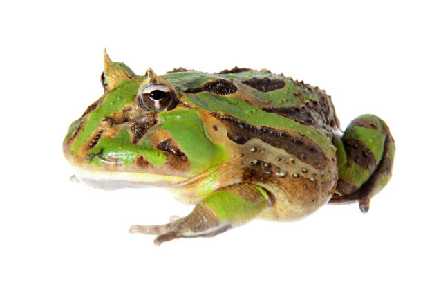 istock The Brazilian horned frog isolated on white 959331810