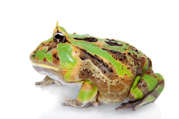 istock The Brazilian horned frog isolated on white 959331974