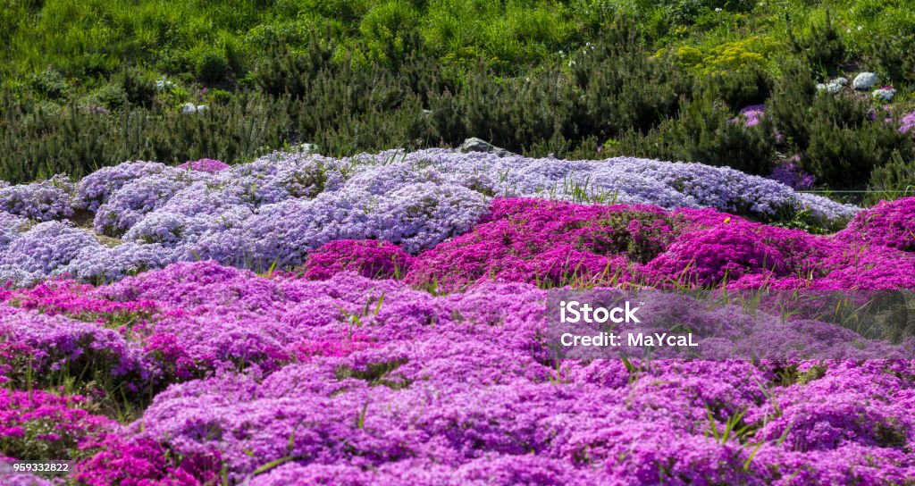 Purple creeping phlox, on the flowerbed. The ground cover is used in landscaping when creating alpine slides and rockeries Purple creeping phlox, on the flowerbed. The ground cover is used in landscaping when creating alpine slides and rockeries. Phlox Stock Photo