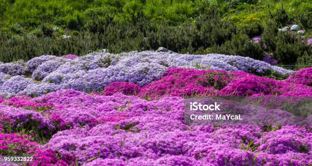Purple Creeping Phlox On The Flowerbed The Ground Cover Is Used In Landscaping When Creating Alpine Slides And Rockeries Stock Photo - Download Image Now