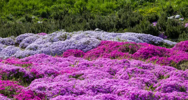 Photo of Purple creeping phlox, on the flowerbed. The ground cover is used in landscaping when creating alpine slides and rockeries