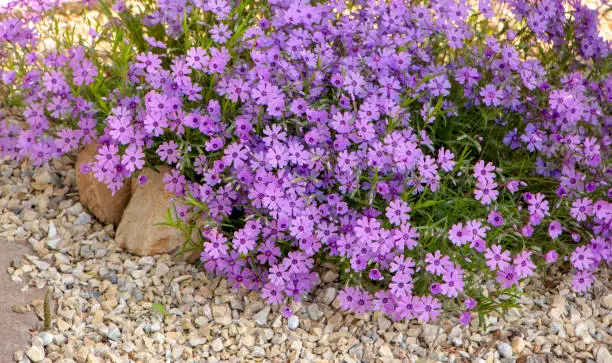 Purple creeping phlox, on the flowerbed. The ground cover is used in landscaping when creating alpine slides and rockeries.