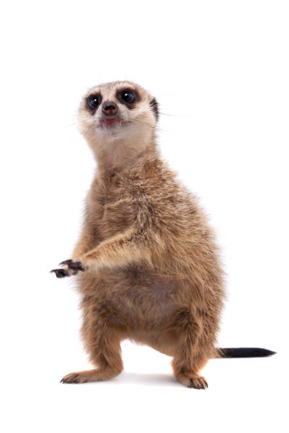 istock The meerkat or suricate cub, 2 month old, on white 959333308