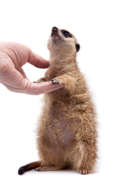 istock The meerkat or suricate cub, 2 month old, on white 959333344