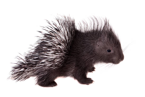 istock Indian crested Porcupine baby on white 959333900