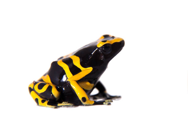 istock The bumblebee poison dart frog on white 959336218