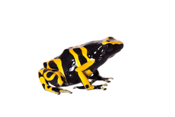 istock The bumblebee poison dart frog on white 959336350