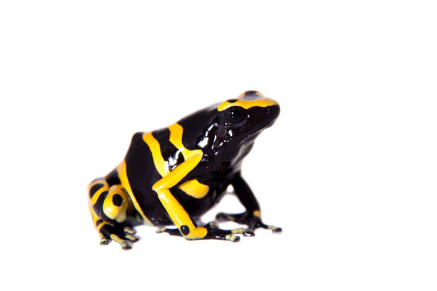 istock The bumblebee poison dart frog on white 959336374