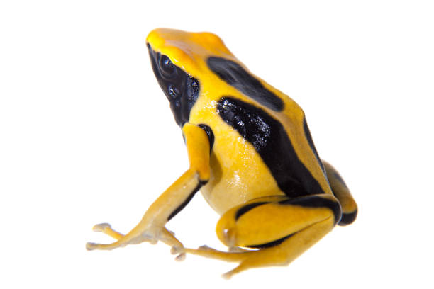 istock Regina Dyeing Poison dart frogling, Dendrobates tinctorius, on white 959336456