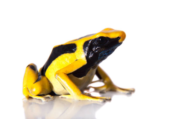 istock Regina Dyeing Poison dart frogling, Dendrobates tinctorius, on white 959336566