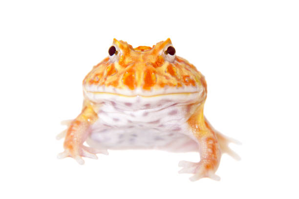 istock Cranwell's horned frog isolated on white 959336766