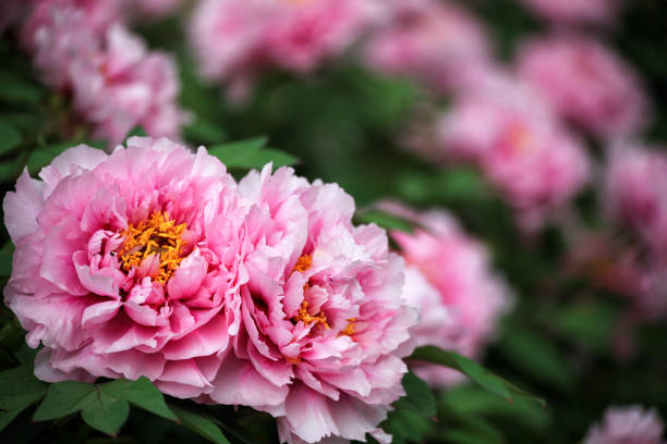 Two pink peonies in the garden stock photo