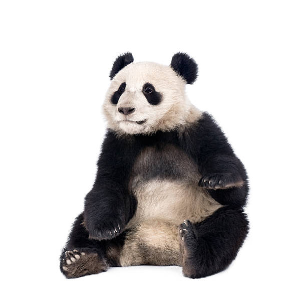panda gigante seduto davanti sfondo bianco - panda mammifero con zampe foto e immagini stock