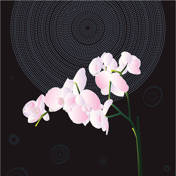 Orquídeas em fundo preto - ilustração de arte vetorial