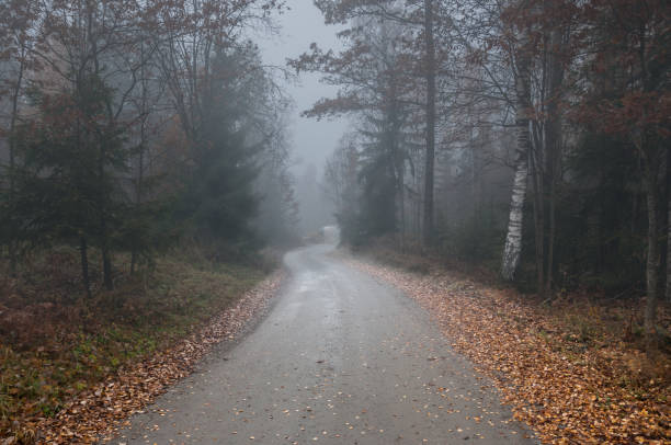 istock Foggy road through the woods in scandinavia 959343882
