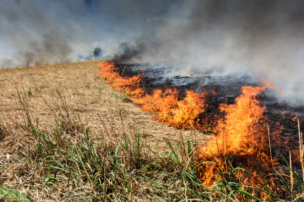 istock Burning agricultural field, smoke pollution. 959347584