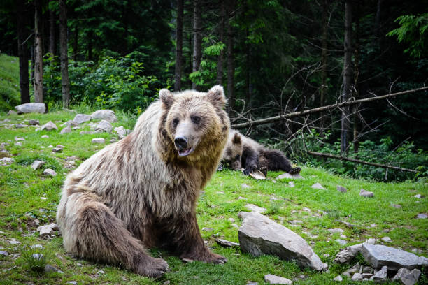 istock Brown bear mother and cub 959347604