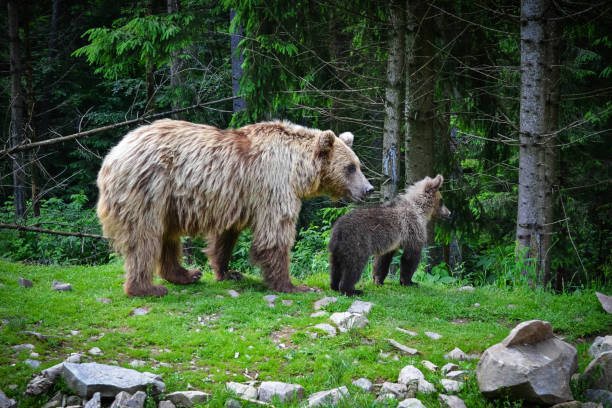 istock Brown bear mother and cub 959347670