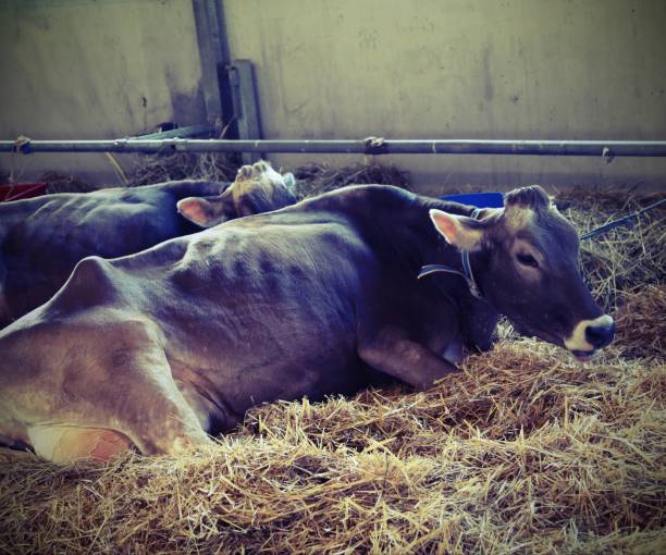 istock cows lying in the hay of the barn with vintage effect 959356070