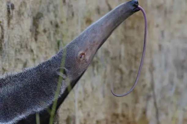 Photo of Giant anteater with its tongue