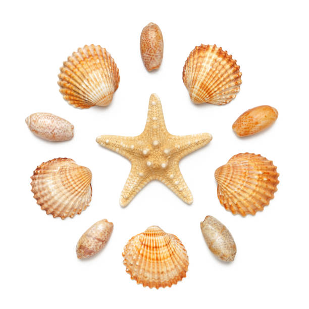 modello sotto forma di un cerchio di conchiglie marine e stelle marine isolate su uno sfondo bianco. - starfish beach white shell foto e immagini stock