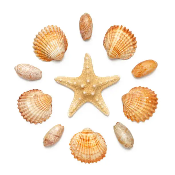 Photo of Pattern in the form of a circle of sea shells and starfish isolated on a white background.