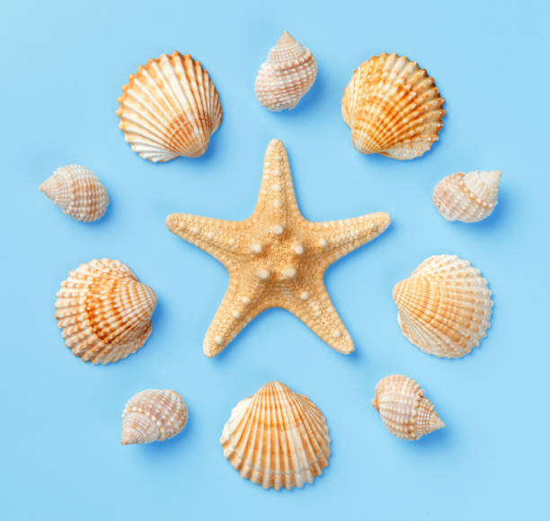 istock Pattern of seashells and starfish on a light blue background. Flat lay, top view 959356960