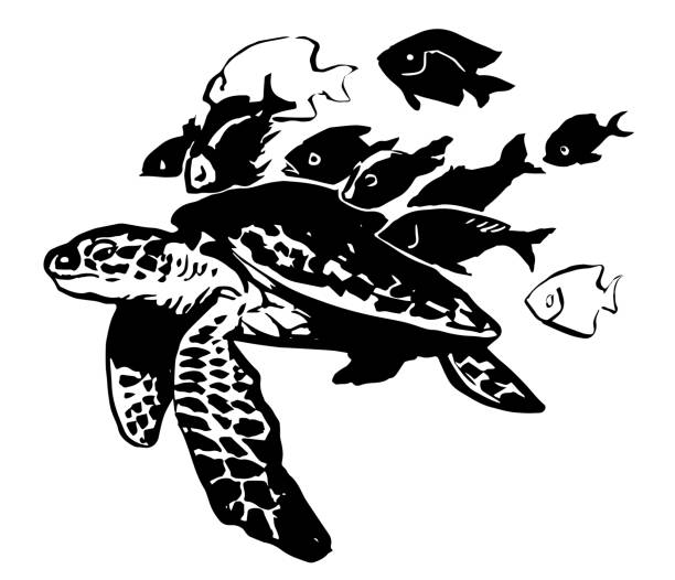 морская черепаха. чёрно-белый - чёрно белый иллюстрации stock illustrations