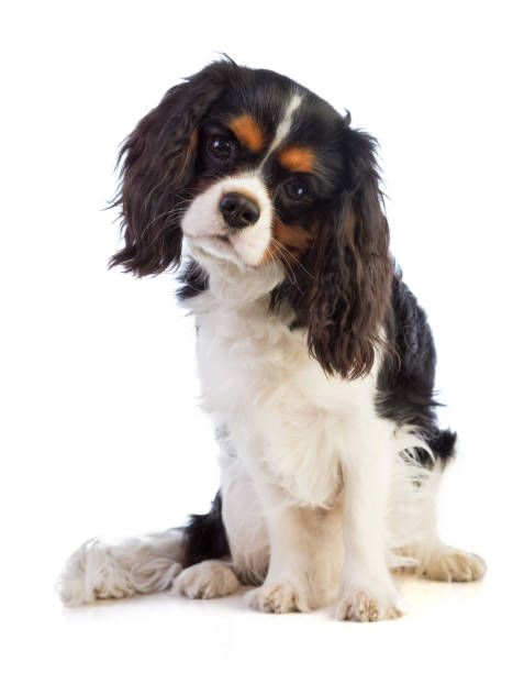 istock Cavalier king Charles sitting and looking straight ahead 959360260