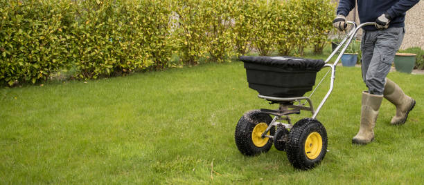 gardener horticulturalist spreading lawn fertiliser to cultivate lawn - semeando imagens e fotografias de stock