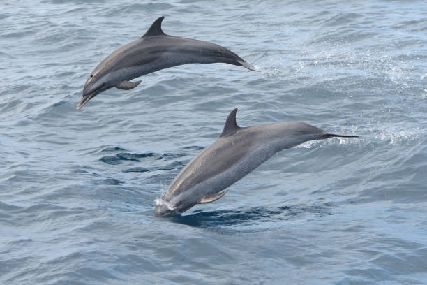 istock Two dolphins jumping out of the water 959363808
