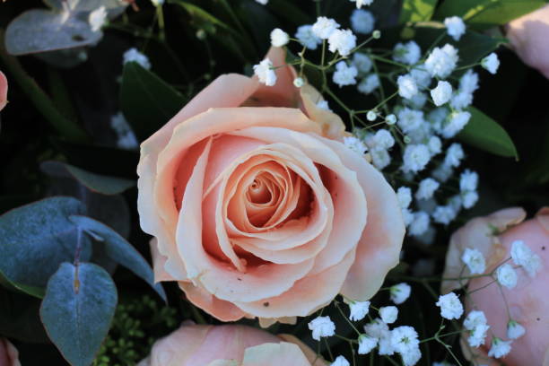 istock Pink roses and gypsophila 959363998