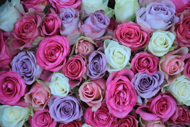 istock pink and purple mixed wedding roses 959364286