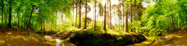 istock Beautiful forest with bright sunlight in the background 959366990