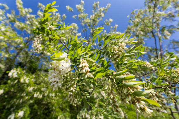 istock Acacia flower nature forest spring garden trees 959367322