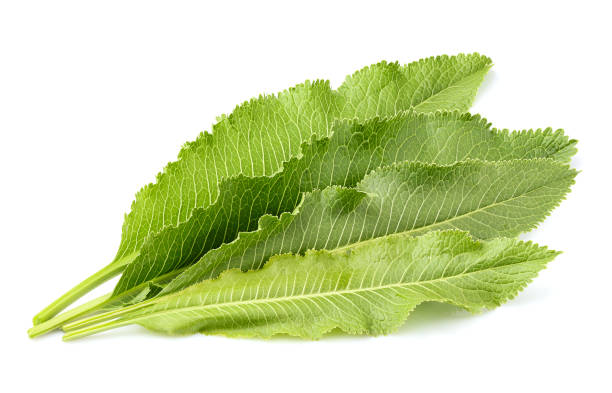istock Horseradish leaves close up. 959368570