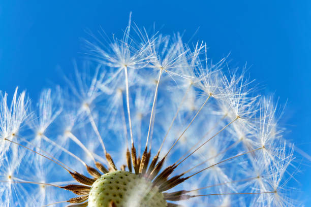 istock Close-up of a dandelion with seed heads 959368776