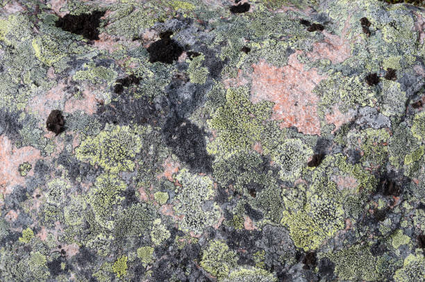 istock Motley lichen on the rock 959372264