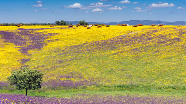 istock Spring picnic of fresh white daisies, lavender, multifloral natural panoramic landscape with cows grazing 959372860