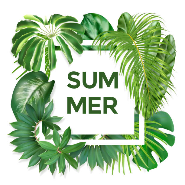 Summer typography with exotic leaves Green summer tropical background with exotic palm leaves and plants. Vector photorealistic exotic palm leaves. Summer banner for cosmetics, textile, print, party invitation, sale design. banana borders stock illustrations